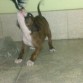 rabiosaa